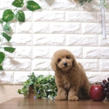 トイプードル(トイ)【滋賀県・男の子・2024年2月6日・アプリコット】の写真「お父さんタイニーサイズの可愛い子犬です」